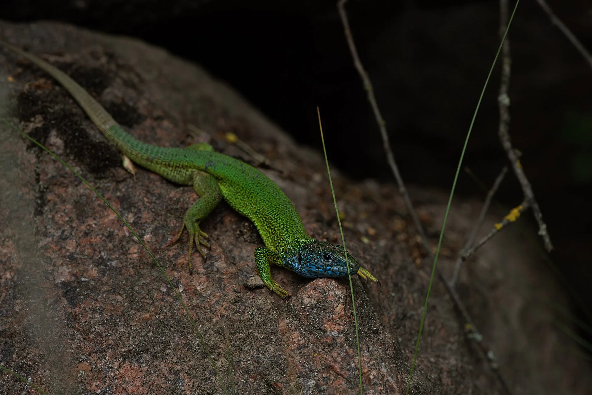 Jezioro Paprocańskie obok Promnic