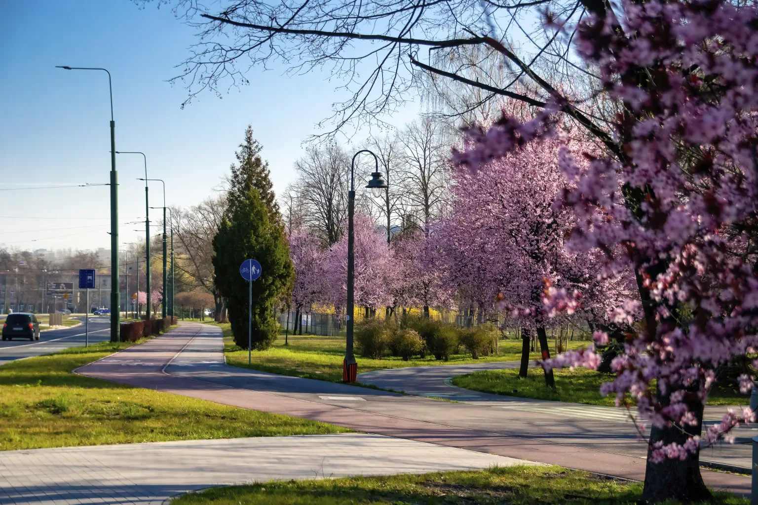 Park Sielecki Sosnowiec staw alejki